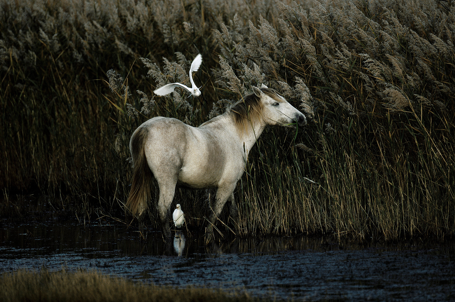 Cheval dans la nature avec oiseaux.