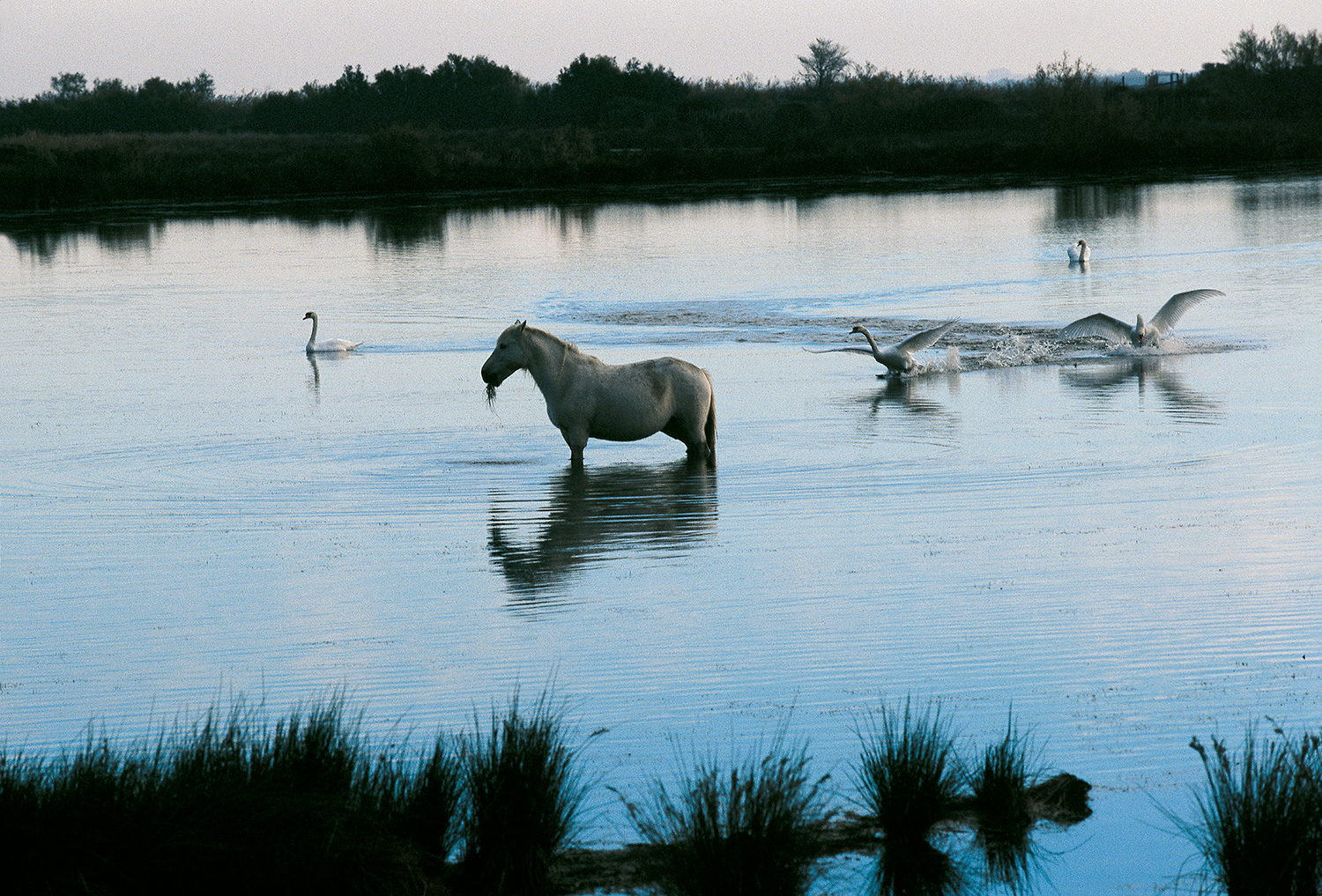 RENCONTRER HANS SILVESTER AU FESTIVAL DU RHONE ET DE LA CAMARGUE