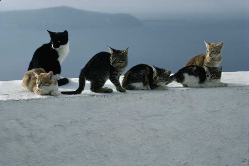 Les chats des Cyclades sous l’objectif de Hans Silvester